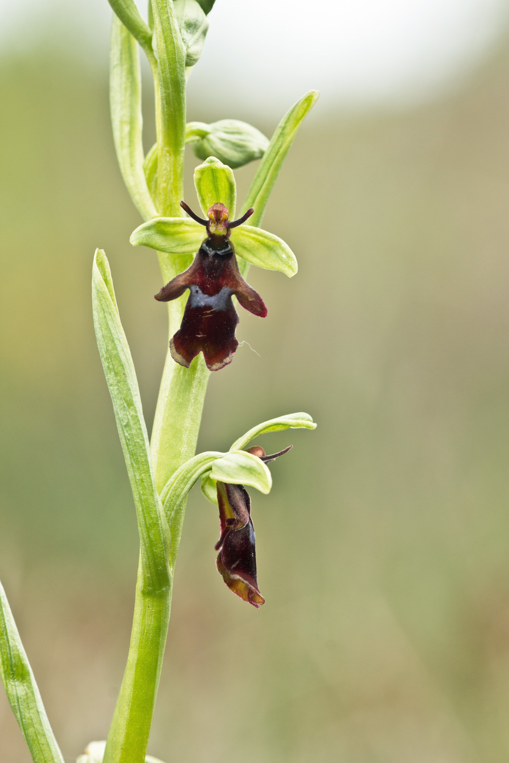 Ophrys insectifera L